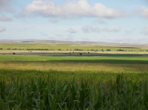 Milion hektarów dla biopaliw