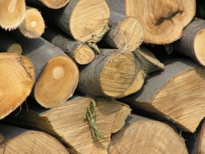 Drewno nie będzie biomasą