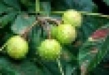 Opaską w szrotówka