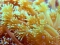 Rafy koralowe zagrożone przez zmiany klimatu