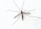 Szczecin wypowiada wojnę komarom