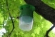 Płock: feromonami na szrotówka
