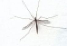 Walka z komarami