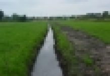 Rowy melioracyjne wyczyszczone