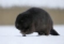 Powódź? Nie obwiniaj bobra!