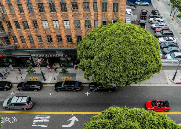 Ekspert: drzewa w miastach mogą tworzyć enklawy czystego powietrza [WIDEO]