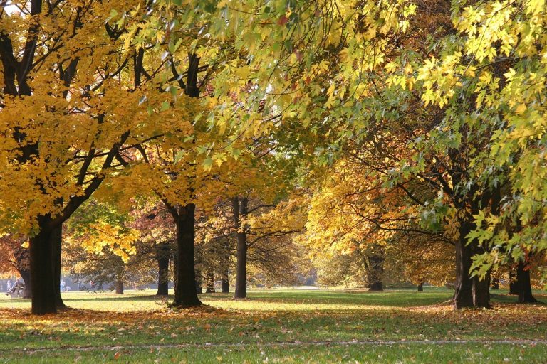 Park w Poznaniu zrewitalizowany dzięki budżetowi obywatelskiemu