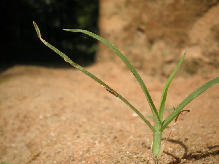 Eksperci zbadają wpływ nawożenia upraw w Polsce na zmiany klimatu