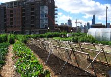 Urban farming również w Polsce