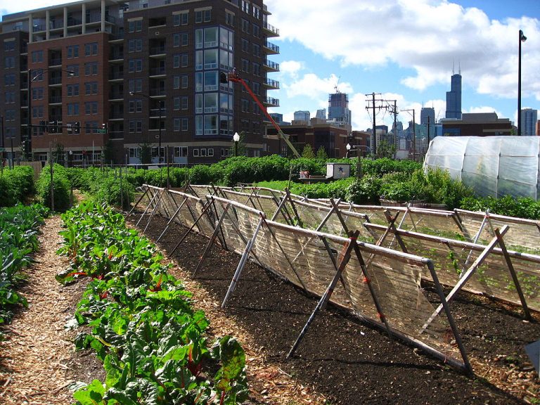Urban farming również w Polsce