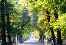 Kraków będzie jeszcze bardziej zielony
