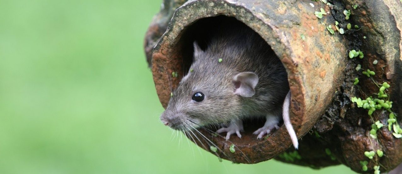 Brown rat, Rattus norvegicus, captive, in drain pipe, August 2009