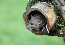 Nie śmieć w sieć! Brown rat, Rattus norvegicus, captive, in drain pipe, August 2009