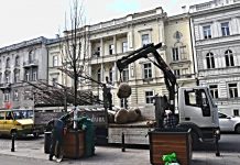 Nowe drzewa na Trakcie Królewskim