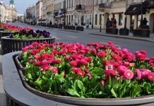 Warszawa w rozkwicie: miasto posadziło ponad milion kwiatów