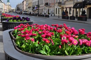 Warszawa w rozkwicie: miasto posadziło ponad milion kwiatów