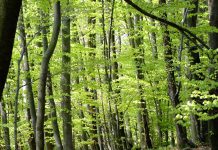 Botanicy ratują rośliny w łódzkich lasach