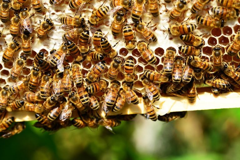 Pszczoły zdziesiątkowane przez chorobę