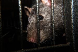 Stop szczurom. Obowiązkowa deratyzacja w Poznaniu