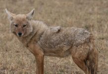 Polska ma nowego drapieżnika: naukowcy potwierdzili obecność szakala złocistego