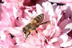 Wielki Dzień Pszczół już 8 sierpnia