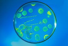 Wirus z kanalizacji pomoże zwalczyć choroby mózgu? Virus