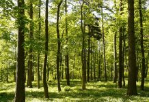 Naukowcy ułatwili pracę leśnikom – innowacyjna maszyna do sadzenia drzew