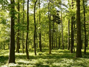 Naukowcy ułatwili pracę leśnikom - innowacyjna maszyna do sadzenia drzew