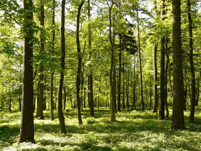 Naukowcy ułatwili pracę leśnikom - innowacyjna maszyna do sadzenia drzew