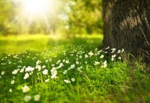 W trosce o środowisko. Kolejna korporacja zadba o naturę