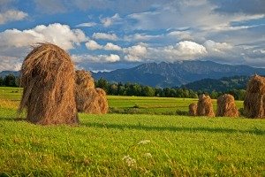 NFOŚiGW: ponad 4 mld zł na środowisko w 2016 roku
