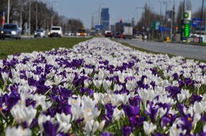 Warszawa w kwiatach i zieleni