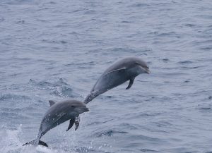 Delfiny zawitały do Zatoki Gdańskiej