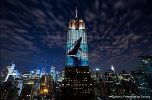 Empire State Building w służbie zagrożonym zwierzętom. Niesamowity pokaz w sercu Manhattanu