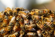 Ponad 50 placówek weźmie udział w Wielkim Dniu Pszczół pszczoły