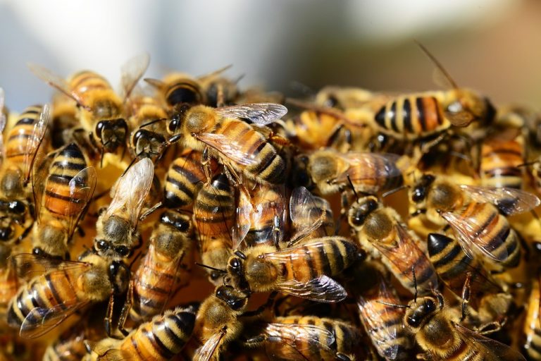 Aplikacja na smartfona pomoże pszczelarzom i pszczołom