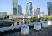 Pszczoły zagościły na dachu Pałacu Kultury i Nauki Miejskie pszczoły Pałac Kultury Warszawa