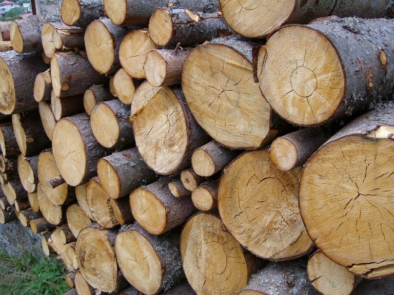 LP: zmiana ustawy o OZE nie będzie miała wpływu na pozyskanie drewna