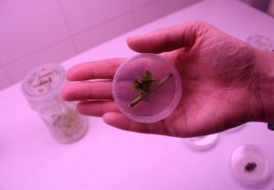 In vitro - ratunek dla roślin