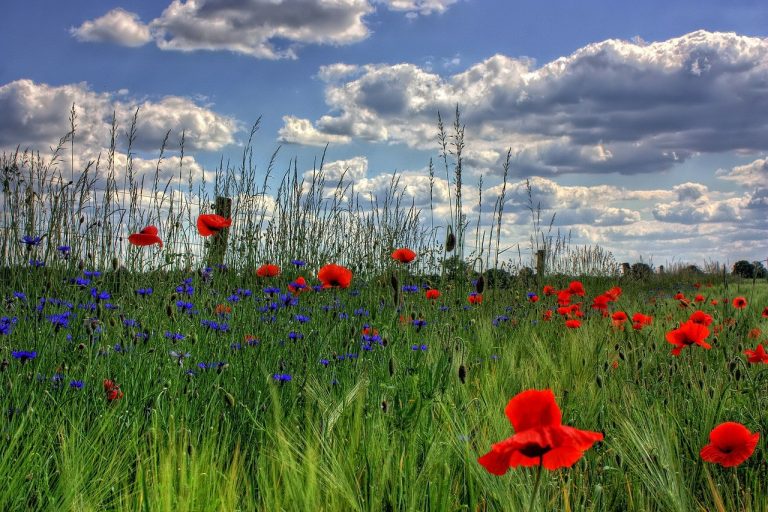 Rozwiąż najnowszy QUIZ i sprawdź swoją wiedzę o ochronie środowiska!