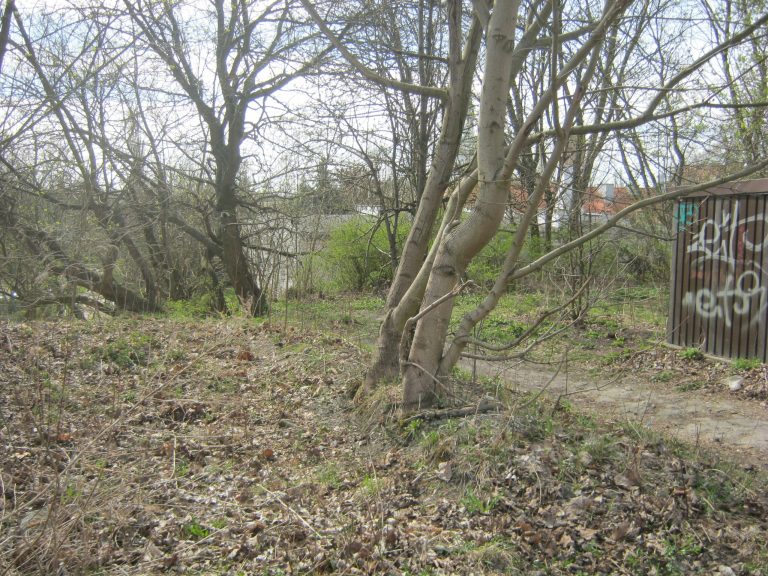 W Gorzowie czyściej. Dzięki więźniom