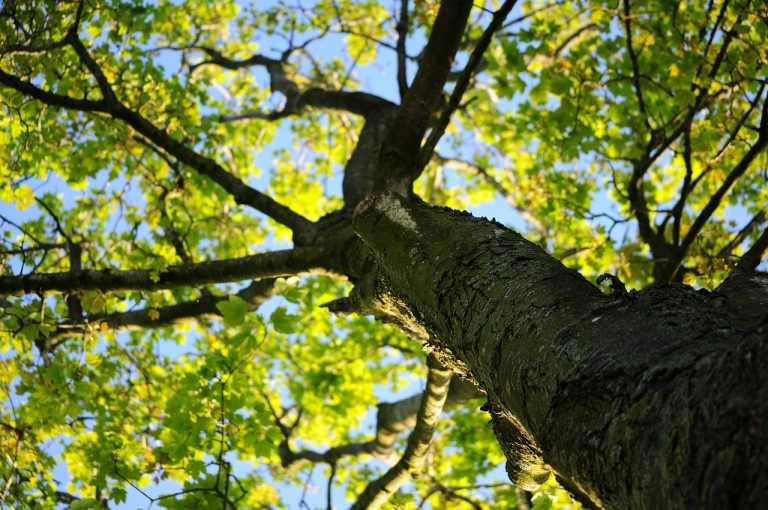 Zwarte korony drzew chronią runo leśne przed zmianami klimatu