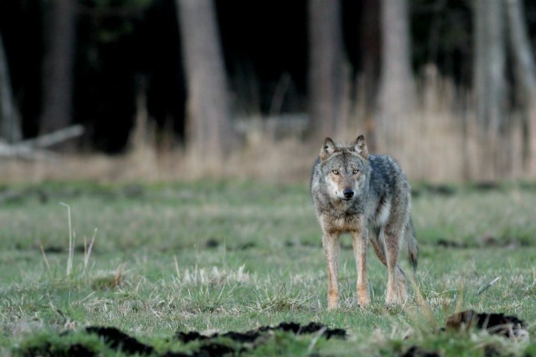 Generalny dyrektor ochrony środowiska: podkarpackie wilki były zagrożeniem