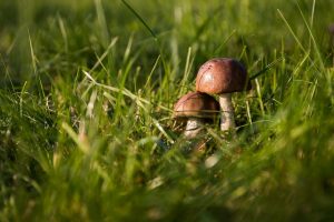Ekspertka: w Polsce jest 1400 gatunków jadalnych grzybów. Ale trzeba być ostrożnym