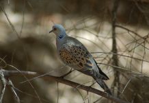 Czerwona Lista IUCN: 40 nowych gatunków ptaków zagrożonych wyginięciem turkawka