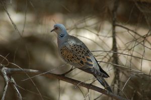 Czerwona Lista IUCN: 40 nowych gatunków ptaków zagrożonych wyginięciem