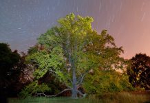 Szukamy Drzewa Roku 2016