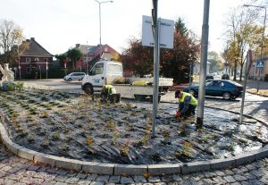 Nowe nasadzenia w Stargardzie Szczecińskim