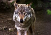 WWF zachęca do symbolicznej adopcji wilka i pomocy w jego ochronie wilk