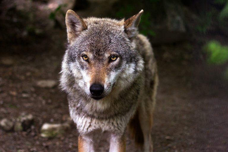 WWF zachęca do symbolicznej adopcji wilka i pomocy w jego ochronie